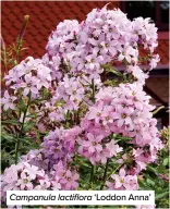  ?? ?? Campanula lactiflora ‘Loddon Anna’