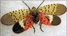  ?? SUBMITTED PHOTO ?? The invasive spotted lanternfly is damaging trees in Chester County.