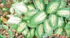  ??  ?? Dieffenbac­hia is a poisonous plant that is also known as dumb cane.