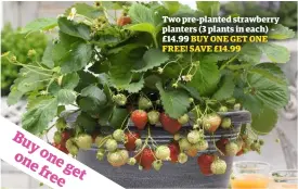  ??  ?? Two pre-planted strawberry planters (3 plants in each) – £14.99 BUY ONE GET ONE FREE! SAVE £14.99