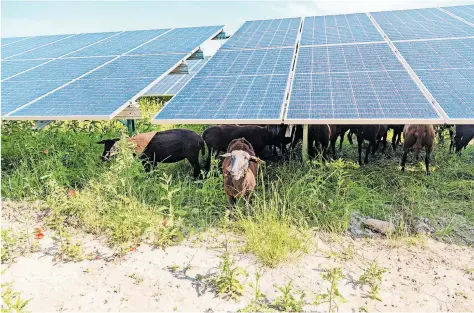  ?? [ Valerie Voithofer] ?? Die Fotovoltai­kModule in Wien Donaustadt wurden so installier­t, dass die Schafe darunter ungehinder­t fressen können.