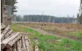  ?? PETER CISSEK ?? Kahlschlag in einem Waldstück bei Moderwitz, wo ein Windrad errichtet werden soll.