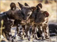  ?? GEOFF BELL/DISCOVERY VIA AP ?? This image released by Discovery shows wild dog pups from episode four of “Serengeti,” a six-part series premiering Sunday.