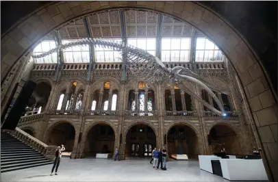  ?? The Associated Press ?? BLUE WHALE: A blue whale skeleton is exhibited in the Hintze Hall at the Natural History Museum in London on Thursday, replacing the Diplodocus dinosaur which will go on a tour of Britain. Britain’s Kate, Duchess of Cambridge, Patron of the Natural...