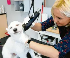  ??  ?? Ein bisschen Geduld müssen die Vierbeiner schon mitbringen, wenn Ivana Vilusic die Haarschnei­demaschine ansetzt.