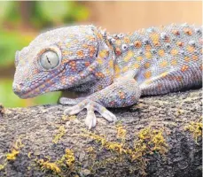  ?? FOTO: FRANK LEHMANN/MAX-PLANCK-INSTITUT/DPA ?? Ein Tokeh Gecko aus Südostasie­n.