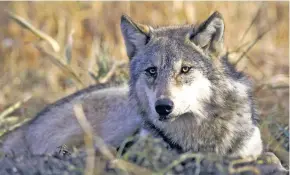  ?? U.S. FISH AND WILDLIFE SERVICE FILE PHOTO ?? Since 2002, 38 Mexican wolves have been caught in traps in New Mexico — compared to just four trapped in Arizona in the same period, according to the U.S. Fish and Wildlife Service.