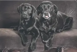  ?? Picture: AFP ?? MINI ME. A labrador puppy, Gunni, left, a clone of Billy Bean, essentiall­y an identical twin born later and derived from Billy Bean’s DNA.