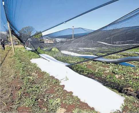  ?? (R.PEREYRA) ?? 1. La inversión en malla antigraniz­o y la estructura de tensores quedaron destruidas por el paso de la piedra por esta quinta del cinturón verde cordobés, al norte de la ciudad. 2. La plantación de brócolis, que estaba a punto de ser cosechada, quedó...