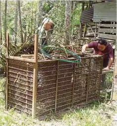  ??  ?? ANGGOTA Perhilitan memasang perangkap harimau kumbang dekat kandang biri-biri milik Aris di Kampung Gamin Hilir.