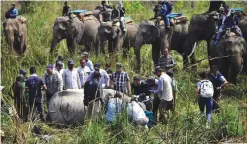  ??  ?? KATHMANDU: A Nepalese vet and technical team collar collect samples from a darted rhino in Chitwan National Park, some 250kms south of Kathmandu yesterday.