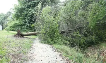  ??  ?? A massive tree fell across the linear park trail in Bowen St last week as wild weather conditions continued on Friday.