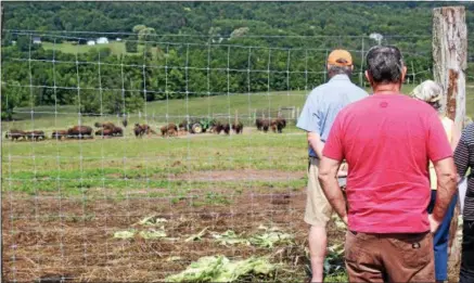  ?? CHARLES PRITCHARD — ONEIDA DAILY DISPATCH ?? Visitors to Empire Buffalo farm watch bison run across the fields on Open Farm Day on Saturday, July 28, 2018.