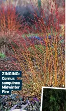  ?? ?? ZINGING: Cornus sanguinea Midwinter Fire