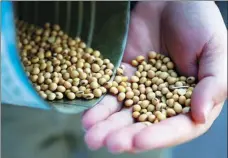  ?? JOHN MINCHILLO / AP ?? A grain salesman in Ohio, US, displays locally grown soybeans. Chinese buyers are cancelling orders for US soybeans.