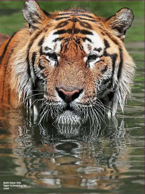  ??  ?? Bath time: this tiger is keeping his cool