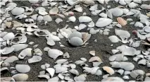  ?? DOC ?? Tern eggs well camouflage­d in the dunes.