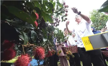  ??  ?? Salahuddin picking the ‘Mutiara Merah’ rambutan after launching the new clones and opening the Centre of Excellence for Research and Innovation at Sintok Mardi. — Bernama photo