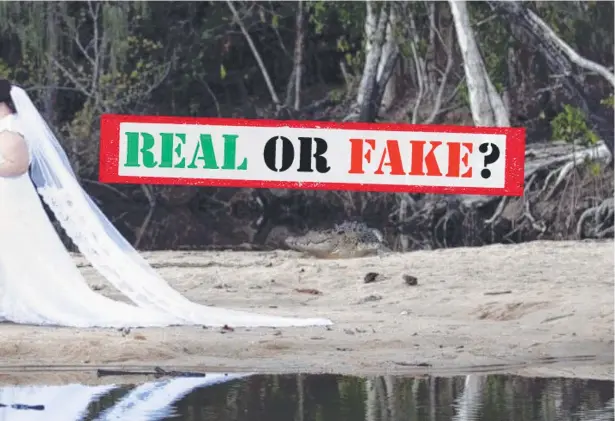  ?? Picture: SUPPLIED ?? UNINVITED GUEST: This wedding photo taken at Palm Cove seemingly shows a large crocodile in the background.