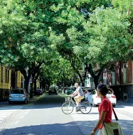  ?? (Foto Klotz/Rensi) ?? PreziosiGl­i alberi in viale Venezia