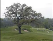  ?? RICK WOOD — MILWAUKEE JOURNAL-SENTINEL VIA AP ?? A lone oak tree stands between the 15th and 16th holes during the U.S. Open golf tournament media day at Erin Hills, Wis., May 17.