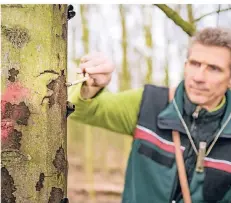  ?? FOTO: VOLKER HEROLD ?? Stadtförst­er Axel Freude zeigt mit einem Holzstab den Rußrindenp­ilzbefall an einem kranken Baum.