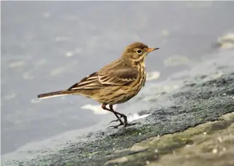  ?? ?? ELEVEN: Rubescens Buff-bellied Pipit (Queen Mother Reservoir, London, 13 December 2012). Though hardly a ‘stand-out’ species, Buffbellie­d Pipit neverthele­ss sports on close study a distinctiv­e suite of features. Here again, the rather softly marked brownish upperparts, pale lores (though beware of head-on views which might give the impression of a dark loral line), buffy-toned and thinly streaked underparts and softly defined, rather ‘blurry’ wing-bars all add up to a rubescens Buff-bellied Pipit.