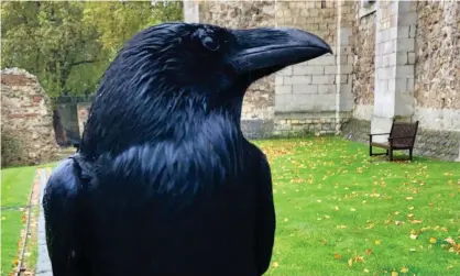  ??  ?? Merlina, known as the queen of the Tower of London’s ravens, has not been seen for weeks. Photograph: Tower of London/Twitter