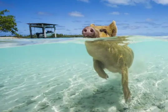  ?? by: Renee Capozzola ?? ABOVE: A piglet swims for the first time in the lagoon