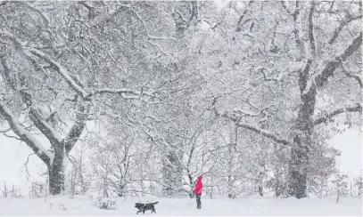  ?? PA ?? Winter wonderland: A dog walker in the snow at Braco near Dunblane in Scotland