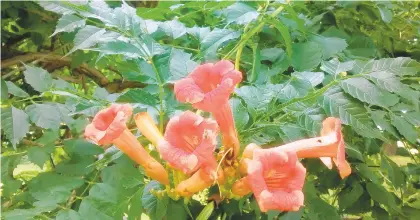  ?? ELLEN NIBALI ?? The trumpet vine is considered invasive in many areas of the United States. On the plus side, the flowers are quite attractive, bloom in yellow, orange, or red, and attract hummingbir­ds. The trumpet vine is considered a good pollinator plant.