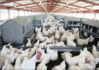  ?? Supplied ?? IN NOVEMBER, the master plan promised that tariff relief for the chicken industry would come “soon”. The announceme­nt of the details is still awaited.