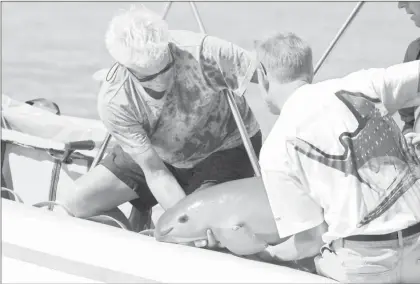  ?? Foto Afp ?? Rescate de una vaquita marina en Alto Golfo de California