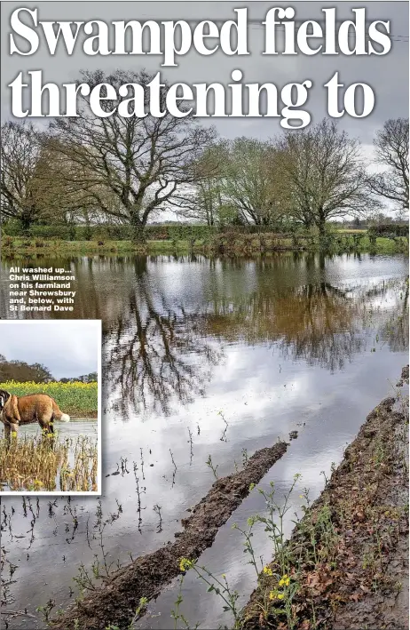  ?? ?? All washed up... Chris Williamson on his farmland near Shrewsbury and, below, with St Bernard Dave