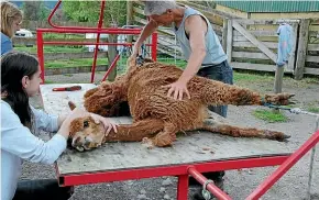  ??  ?? Alpaca, Ginger Kiss, being sheared by Keenan.