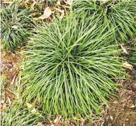  ?? TOM TINGLE/THE REPUBLIC ?? Mondo grass, seen here at the Japanese Tea Garden at Hance Park, spreads by undergroun­d roots and should not be planted in pots.