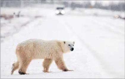  ?? CP PHOTO ?? A polar bear is seen walking across the street in Churchill Man. People in southern Labrador and along Newfoundla­nd’s northern peninsula are reporting a lot of polar bear sightings in the last week as the huge animals make their annual trek north.