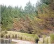  ?? Photo / Bevan Conley ?? Wilding pines are a threat to biodiversi­ty and the primary sector, so Waikato District Council is taking action to control the spread of the species.