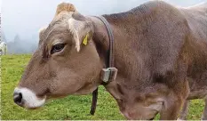  ??  ?? Auch diese Bündner Kuh ist mit einem Gps-tracker ausgerüste­t.