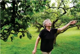  ?? Bild: EDITH CAMILLA SVENSSON ?? MUSTLÖS. Gunvi Olsson på Äppelgårde­n i Slöinge är det glest bland äppelträde­n. Och i år blir det nog ingen must som det brukar, spår hon.