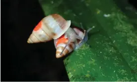 ?? ?? The partula snails have been marked with a dot of red UV-reflective paint to help monitor their progress. Photograph: ZSL