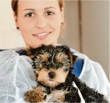  ?? Foto: Silvio Wyszengrad ?? Tierpflege­rin Joanna Müller mit Ruffy. Der kleine Yorkshire Terrier wurde in einer Pappschach­tel ausgesetzt. Vermutlich stammt er aus einem illegalen Import.