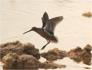  ?? (Jonathan Meirav/Society for the Protection of Nature in Israel) ?? THE DOWITCHER was last seen in Israel in the Dan region in 1984.