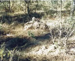  ??  ?? The spoor and scuff marks indicated that the bull elephant had lingered near the remains of his deceased relative.