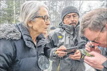  ?? ANNA MALLIN PHOTO ?? Carolyn Campbell and Eko Raharjo examine a hemlock branch for signs of the woolly adelgid with field researcher Colin Gray.