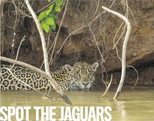  ?? POSTMEDIA NEWS STEVE WINTER/PANTHERA.ORG ?? A jaguar cools off in the Cuiaba River in the Pantanal, the largest wetlands area in the world, northwest of Sao Paulo. Now protected, the cats show no fear of humans. BELOW: This is one of 16 jaguars seen in the Pantanal wetlands.