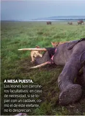  ??  ?? A MESA PUESTA. Los leones son carroñeros facultativ­os: en caso de necesidad, si se topan con un cadáver, como el de este elefante, no lo desprecian.