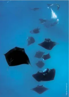  ??  ?? ABOVE The manta rays of Hanifaru Bay display extraordin­ary feeding behaviour