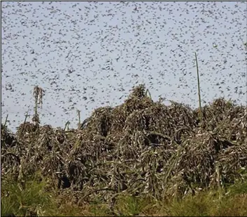  ?? The Associated Press ?? Locusts swarm near Gaborone, Botswana, an outbreak not related to the massive one that has affected East Africa for months. The Botswana outbreak began in May.