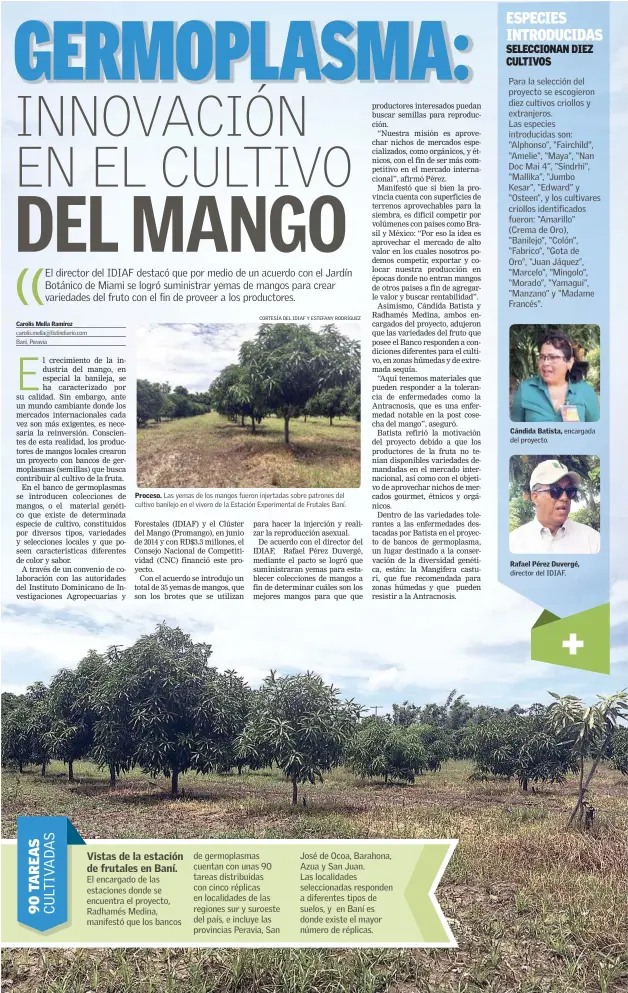  ?? CORTESÍA DEL IDIAF Y ESTEFANY RODRÍGUEZ ?? Proceso. Las yemas de los mangos fueron injertadas sobre patrones del cultivo banilejo en el vivero de la Estación Experiment­al de Frutales Baní.